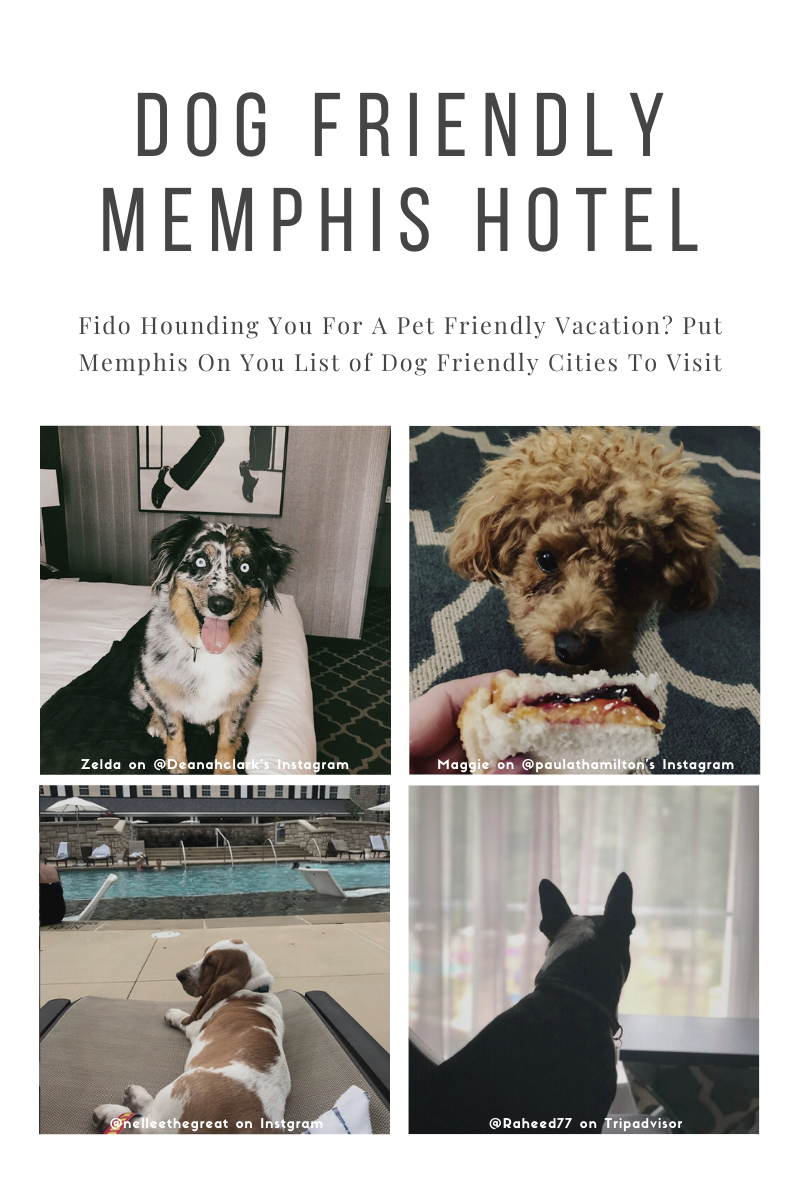 dog friendly Memphis hotel pin